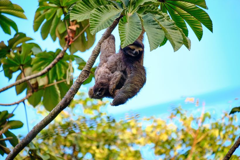 Perezoso con una cría colgando de un árbol en Costa Rica, cerca de Puerto Viejo