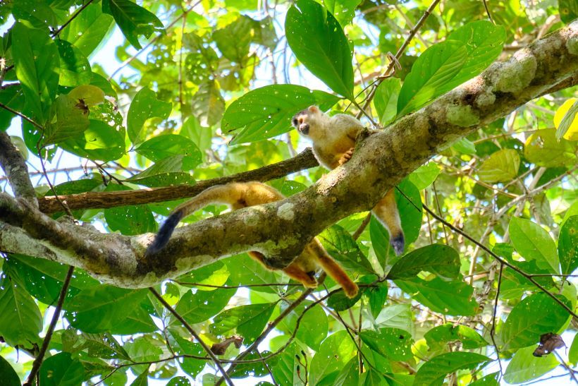 Monos titi en parque nacional Corcovado, Costa Rica