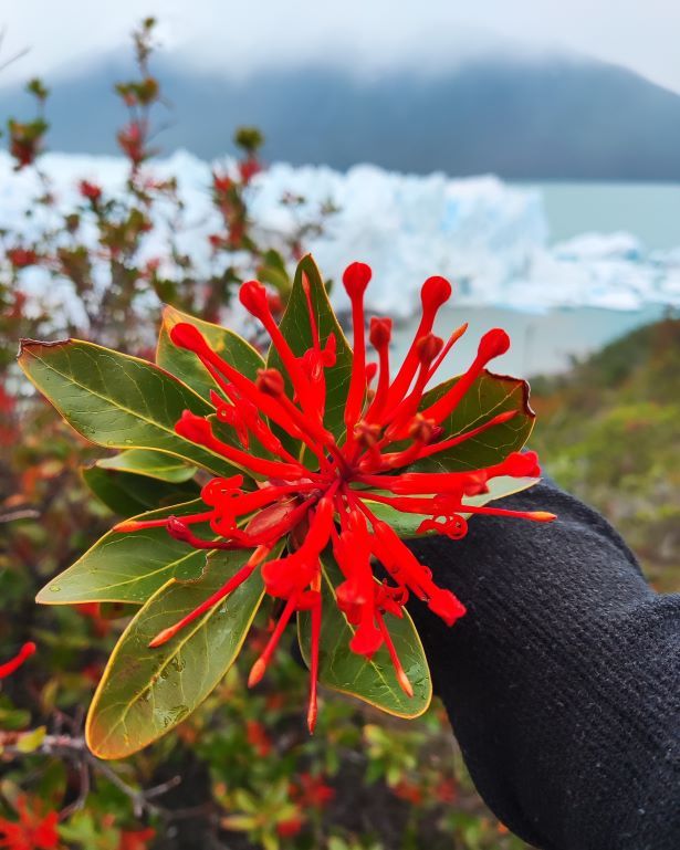 El ciruelillo, fosforito o notro acompaña las preciosas vistas del glaciar Perito Moreno