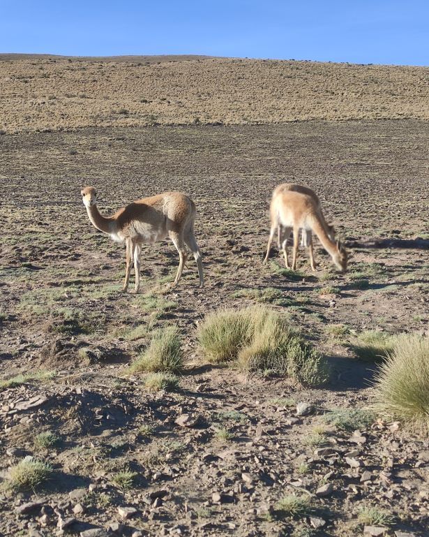 Vicuñas en Jujuy, cerca de Humahuaca