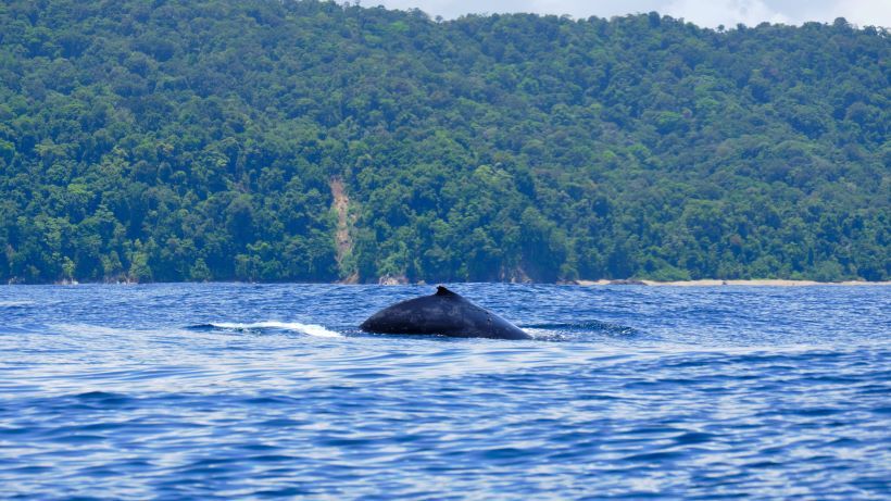 Aleta dorsal (joroba) de una ballena jorobada en la costa del pacífico Colombia