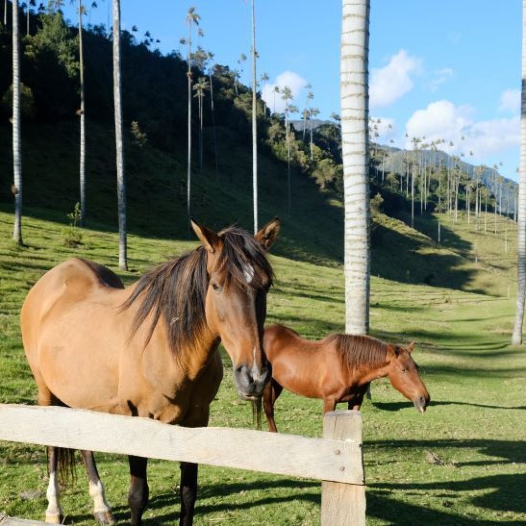 Trekking por el Valle de Cocora: guía completa con mapa