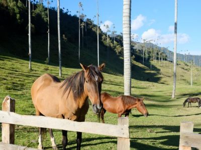 Trekking por el Valle de Cocora: guía completa con mapa