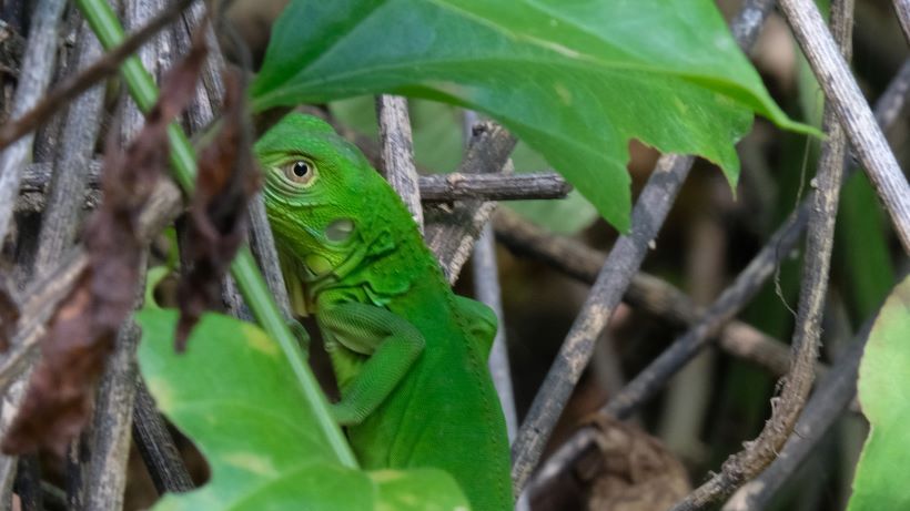 Una iguana verde observa desde la maleza