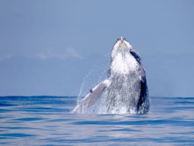 Dónde ver ballenas en Colombia: Bahía Solano y el Pacífico Colombiano