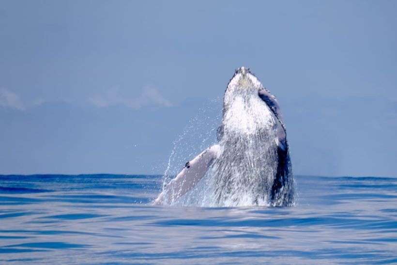 una ballena jorobada salta del agua en Colombia