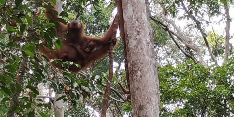 Orangután junto a su cría en Tanjung Puting, Indonesia