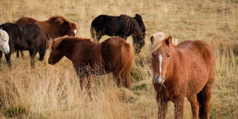 Caballos Islandeses