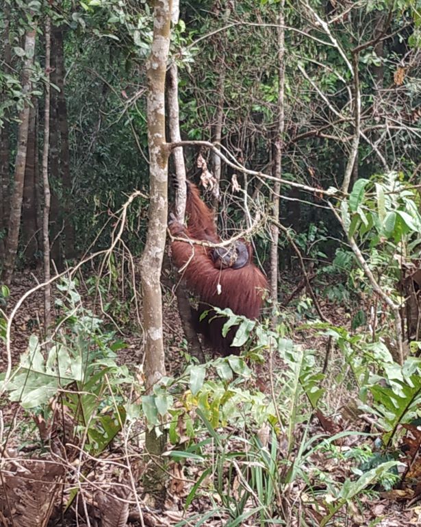 Un orangutan macho trepa por una liana en Borneo, Indonesia
