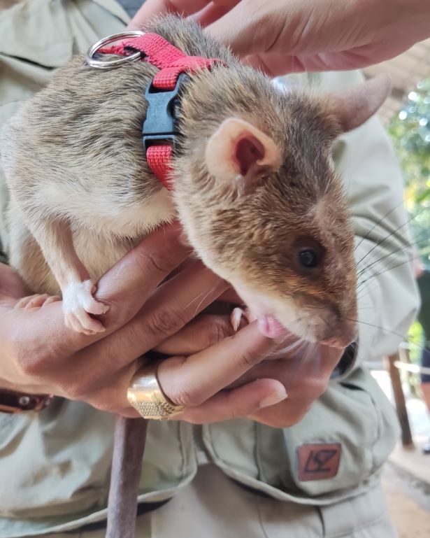 Una rata rastreadora de minas antipersona de Apopo, uno de los lugares que ver en Siem Reap, Camboya
