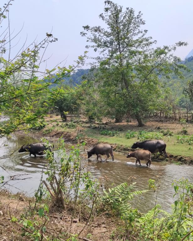Búfalos de agua cruzando un río cerca de Muang Ngoy, Laos