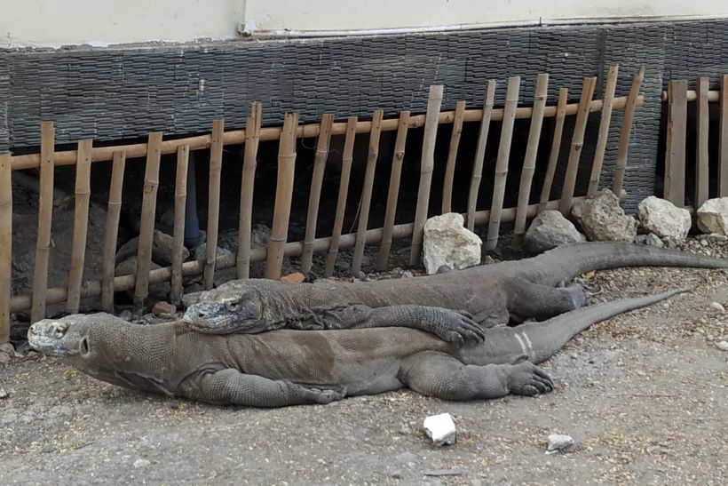 Dragones de Komodo descansando