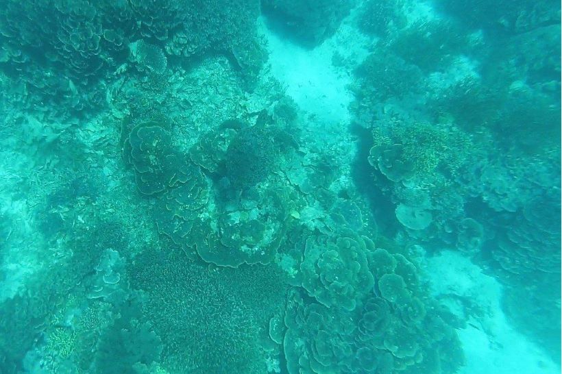 Tortugas en el parque nacional de Komodo