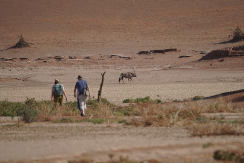 Un órice pasea junto a dos senderistas a los pies de la duna big mommy