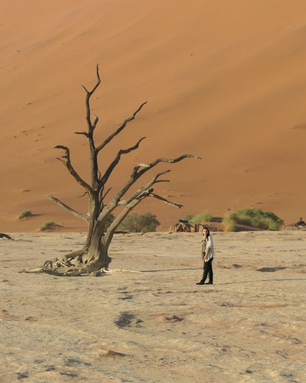 arbol petrificado en deadvlei, cerca de sossusvlei, en Namibia