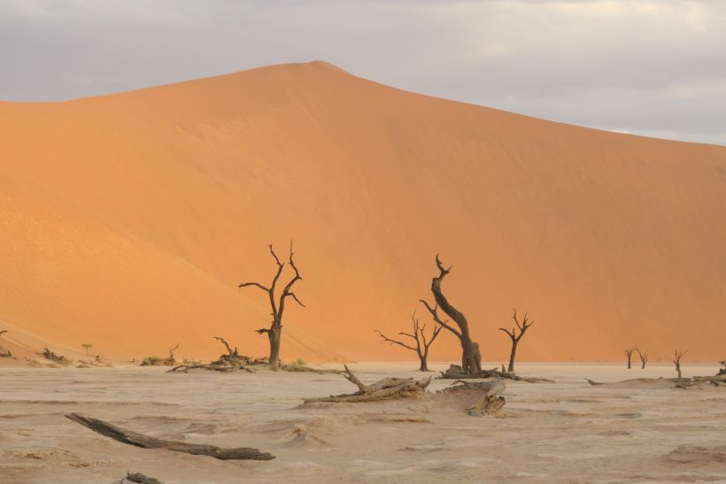 deadvlei junto a los árboles petrificados y la duna big daddy de fondo