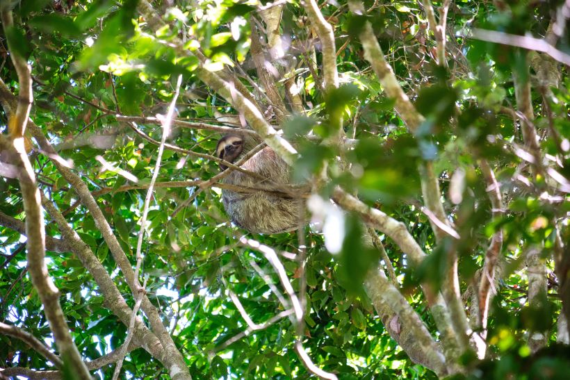Perezoso en un árbol en parque nacional manuel antonio