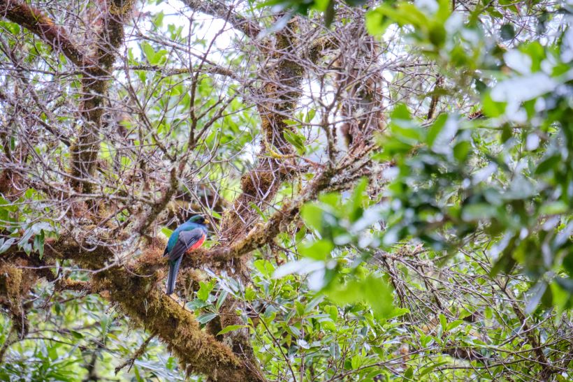 Trogon costarica