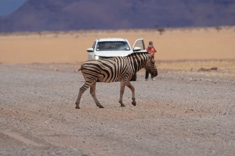 Una cebra cruza la carretera en Namibia