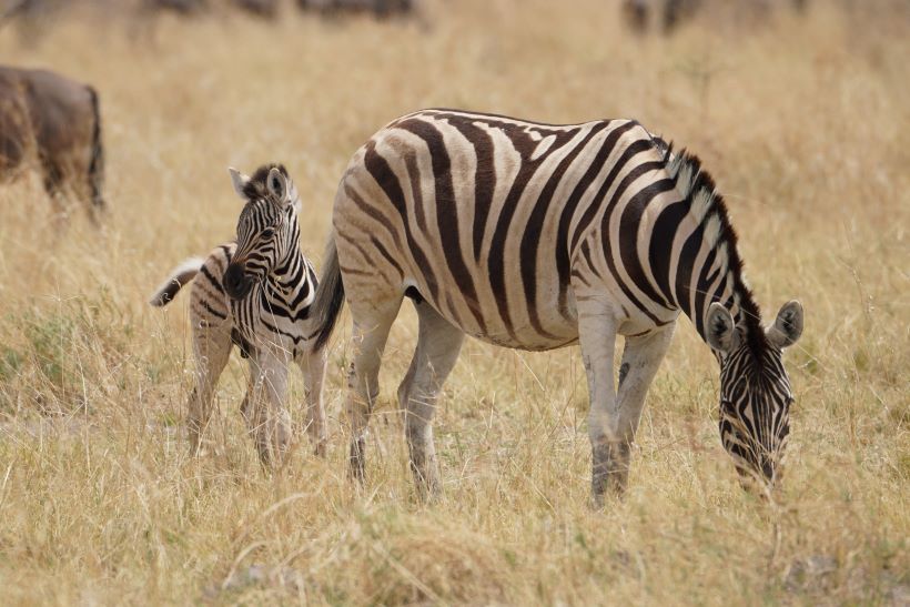 Una cebra con su cría en Etosha, namibia