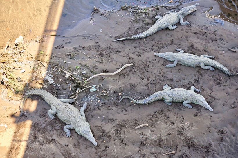 Cocodrilos en el río tarcoles