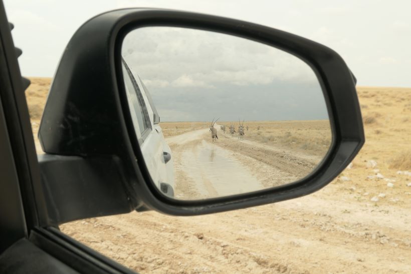 Órices reflejados en el retrovisor de un coche en Etosha, Namibia