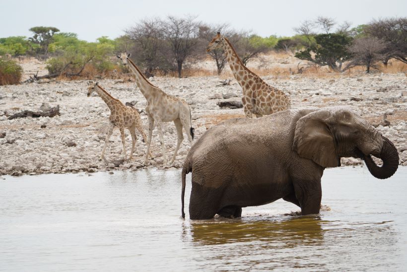 Un elefante toma un baño frente a una familia de tres jirafas en Okaukuejo, en Etosha, Namibia