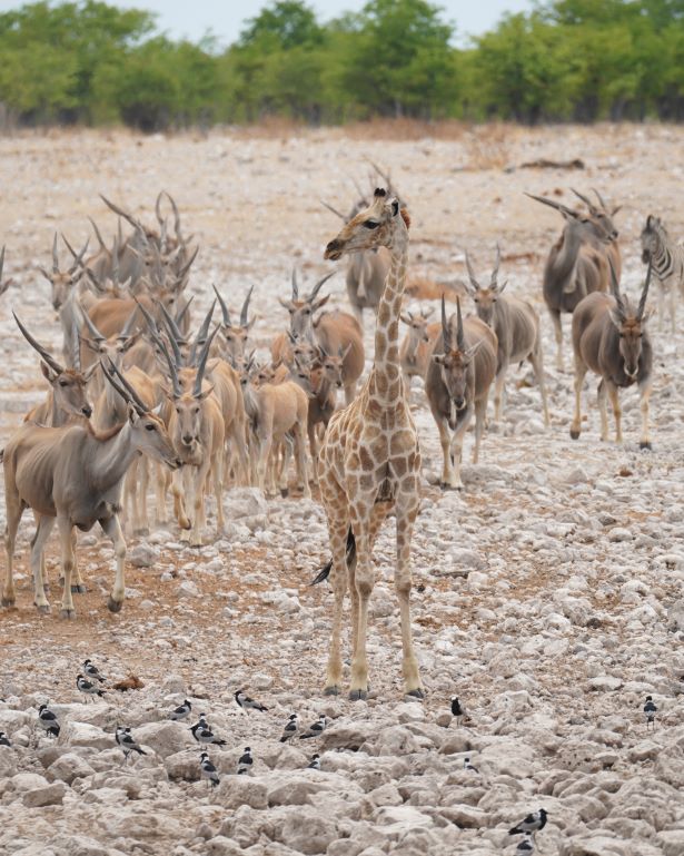 Varios elands detras de una jirafa en Etosha, Namibia