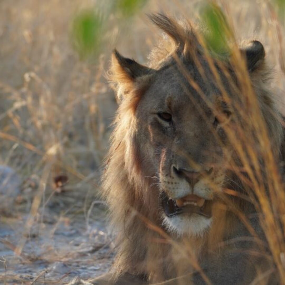 Cómo visitar Etosha: el mejor safari en Namibia
