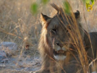 Cómo visitar Etosha: el mejor safari en Namibia