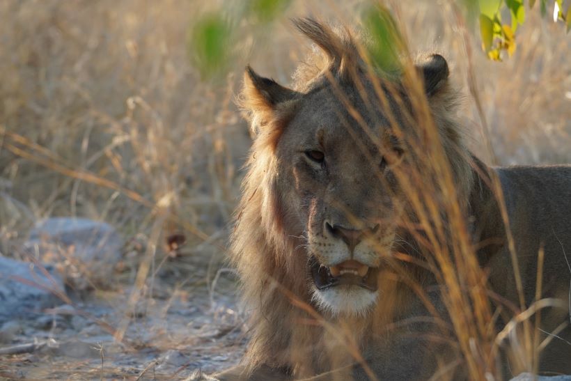Un león en Etosha Namibia