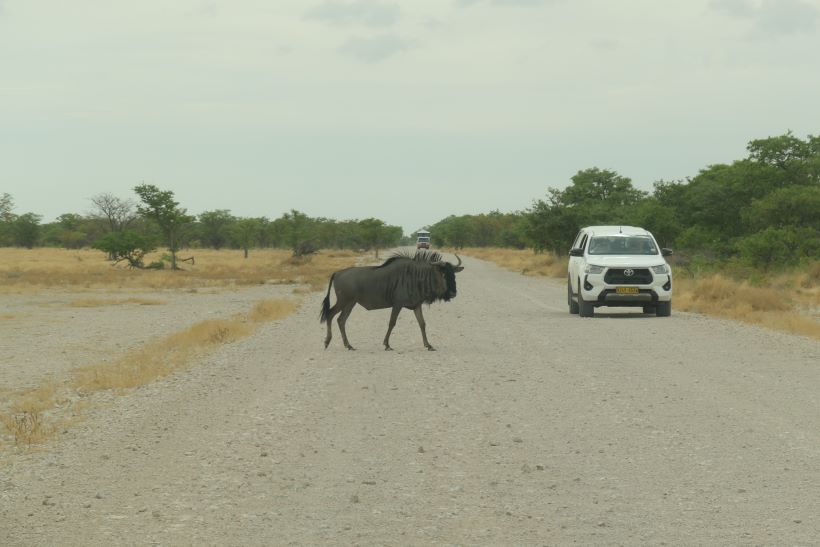 Ñu cruza la carretera en Etosha, Namibia
