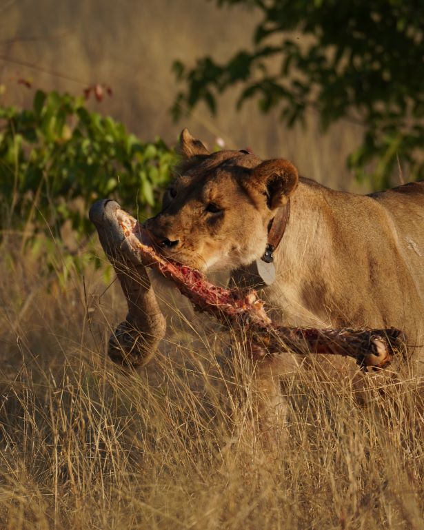 Leona con una pata de cebra en la boca y un collar de rastreo en Etosha, Namibia