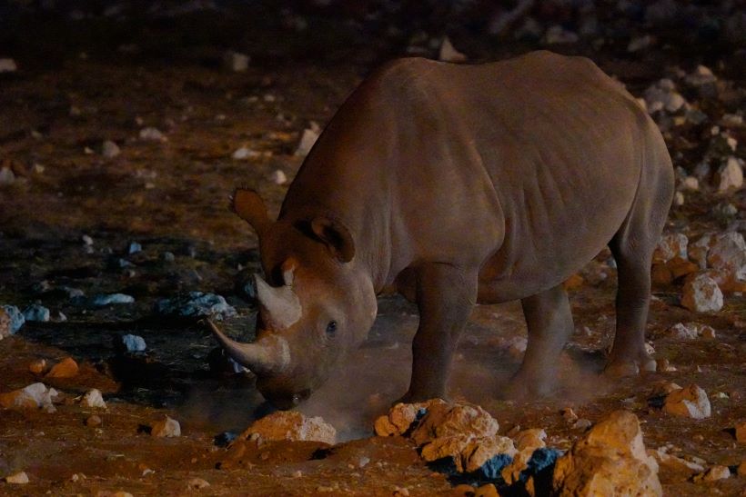 Rinoceronte en un waterhole por la noche en Etosha, Namibia