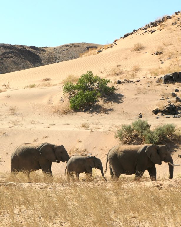 Elefantes del desierto, algo único que ver en Namibia