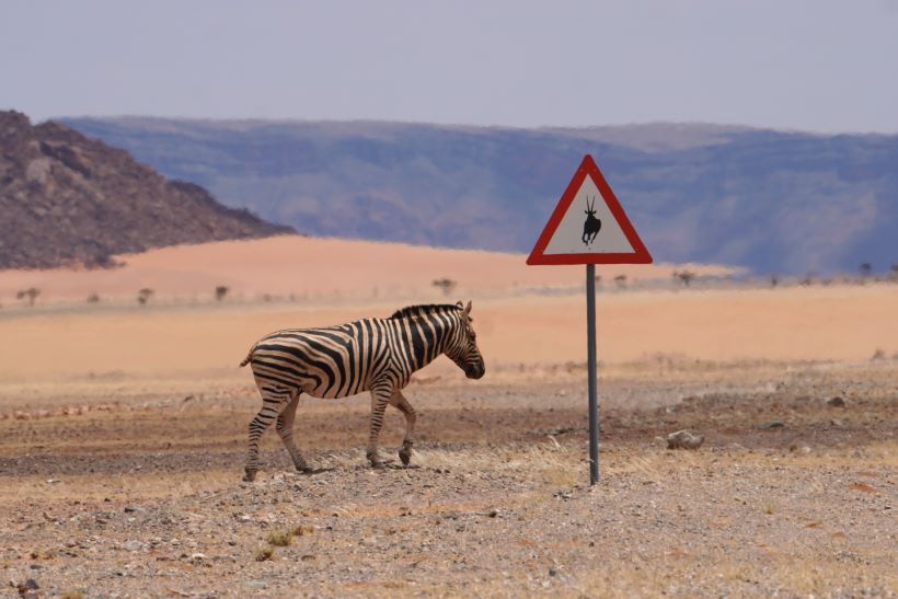 cebra cruza un camino con una señal de peligro órix en Namibia, cerca de sossusvlei