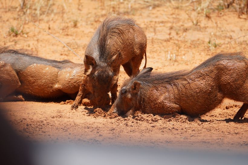 Facoqueros cerca de la meseta de Waterberg, en Namibia