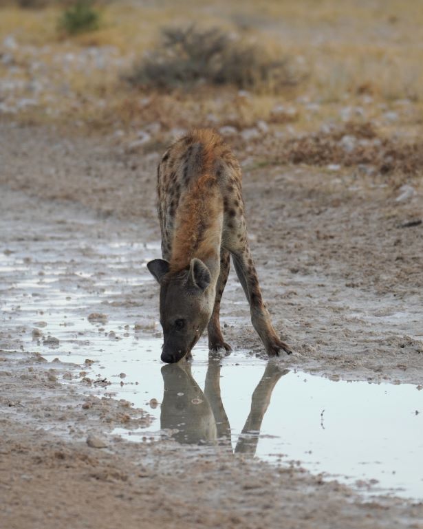 Una hiena moteada bebe agua en un charco en Etosha, Namibia