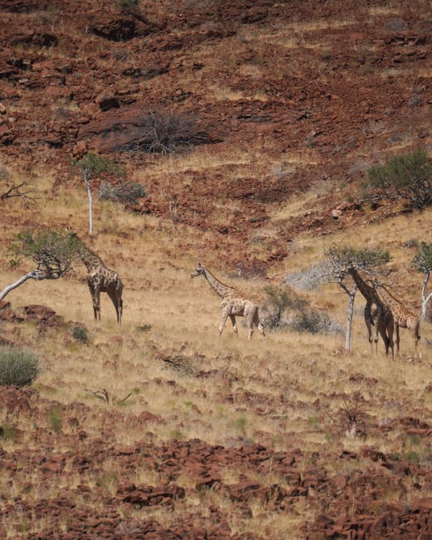 Manada de jirafas en Palmwag, Namibia