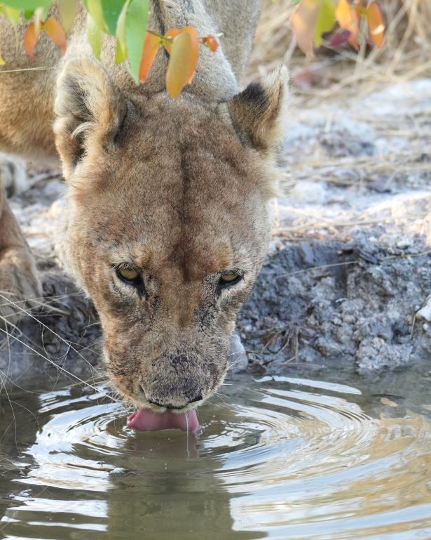 Leona bebe agua en el parque nacional de etosha, uno de los mejores lugares que ver en Namibia