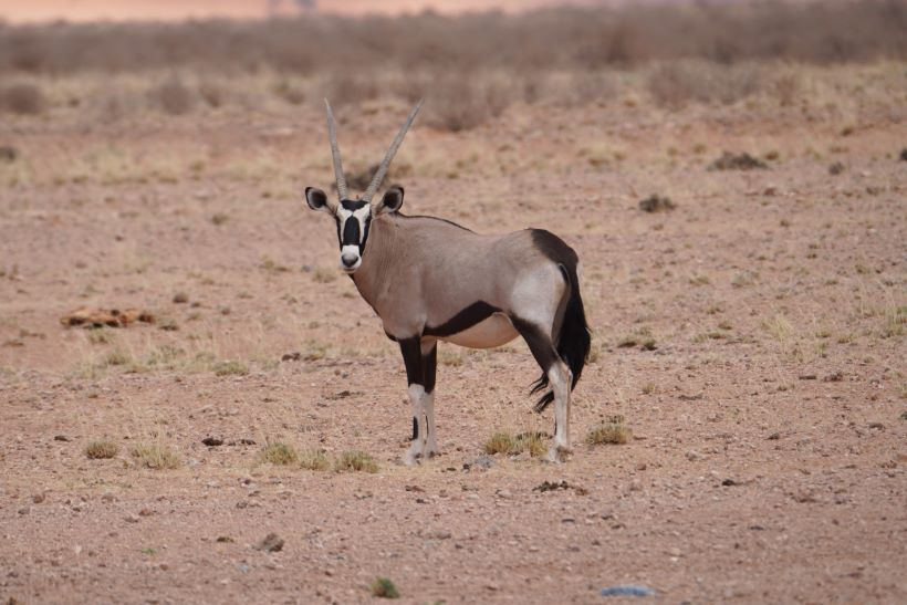 Un órix, el animal nacional de namibia, mira de frente a la cámara cerca de Sossusvlei