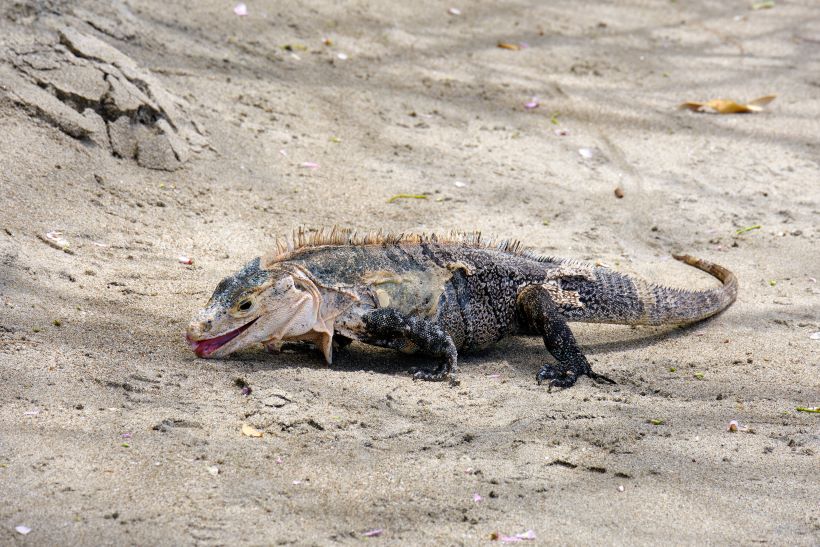 Iguana negra de cola espinosa en las playas de manuel Antonio, en Costa Rica