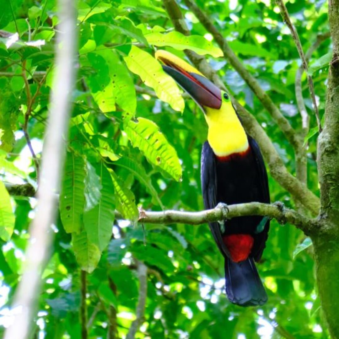 Qué ver en Costa Rica en 15 días: itinerario completo y mapa