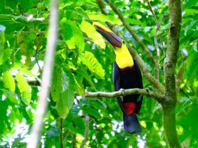 Qué ver en Costa Rica en 15 días: itinerario completo y mapa