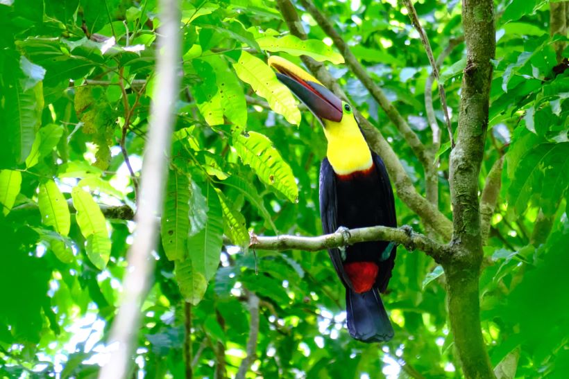 Tucán de pecho amarillo visto en la Selva de Corcovado, Costa Rica