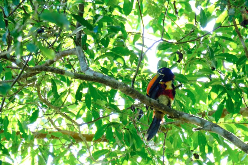 tucán piquifuego en el parque nacional de manuel antonio, en Costa Rica