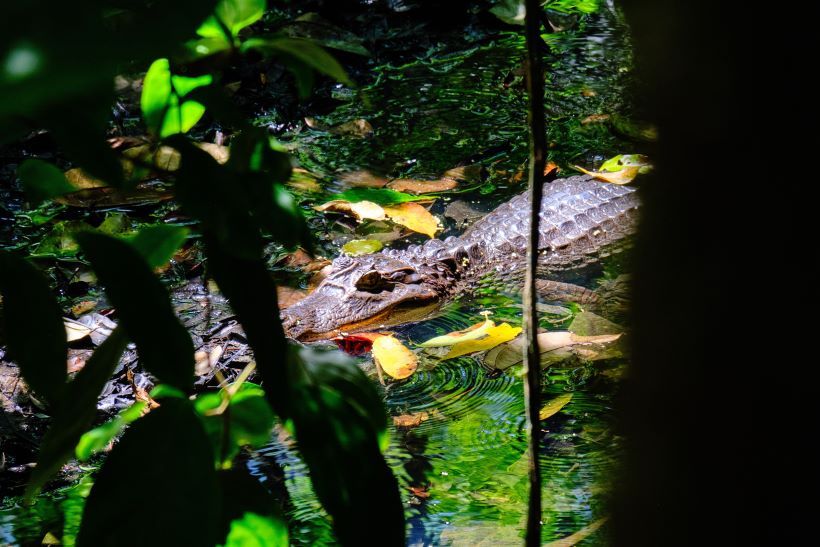 Cocodrilo en un río en la selva de Corcovado, Costa Rica