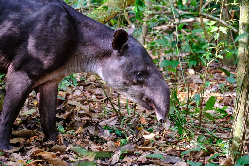 Detalle de una danta o tapir comiendo en el parque nacional Corcovado, Costa Rica