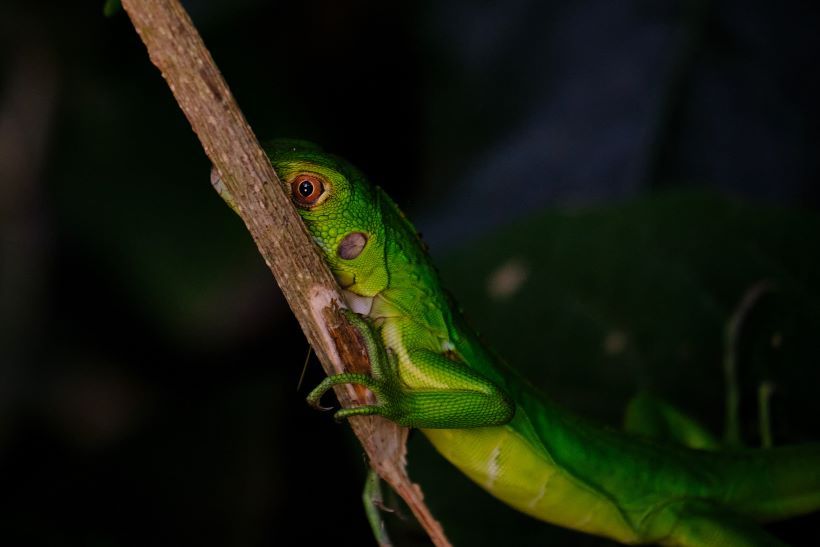 Iguana observando en parque nacional Corcovado, Costa Rica