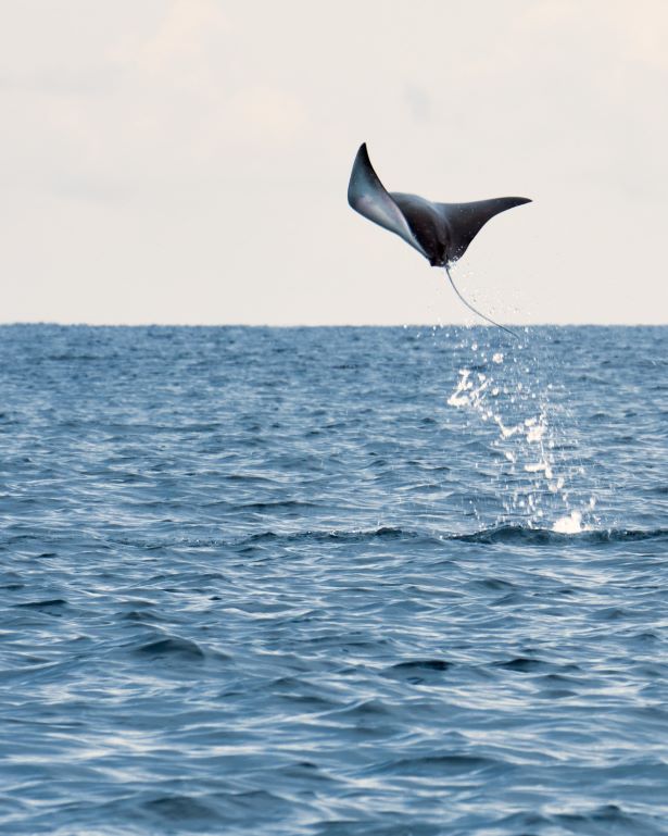 Mantarraya saltando fuera del agua cerca de Corcovado, Costa Rica